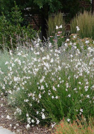GAURA lindheimeri